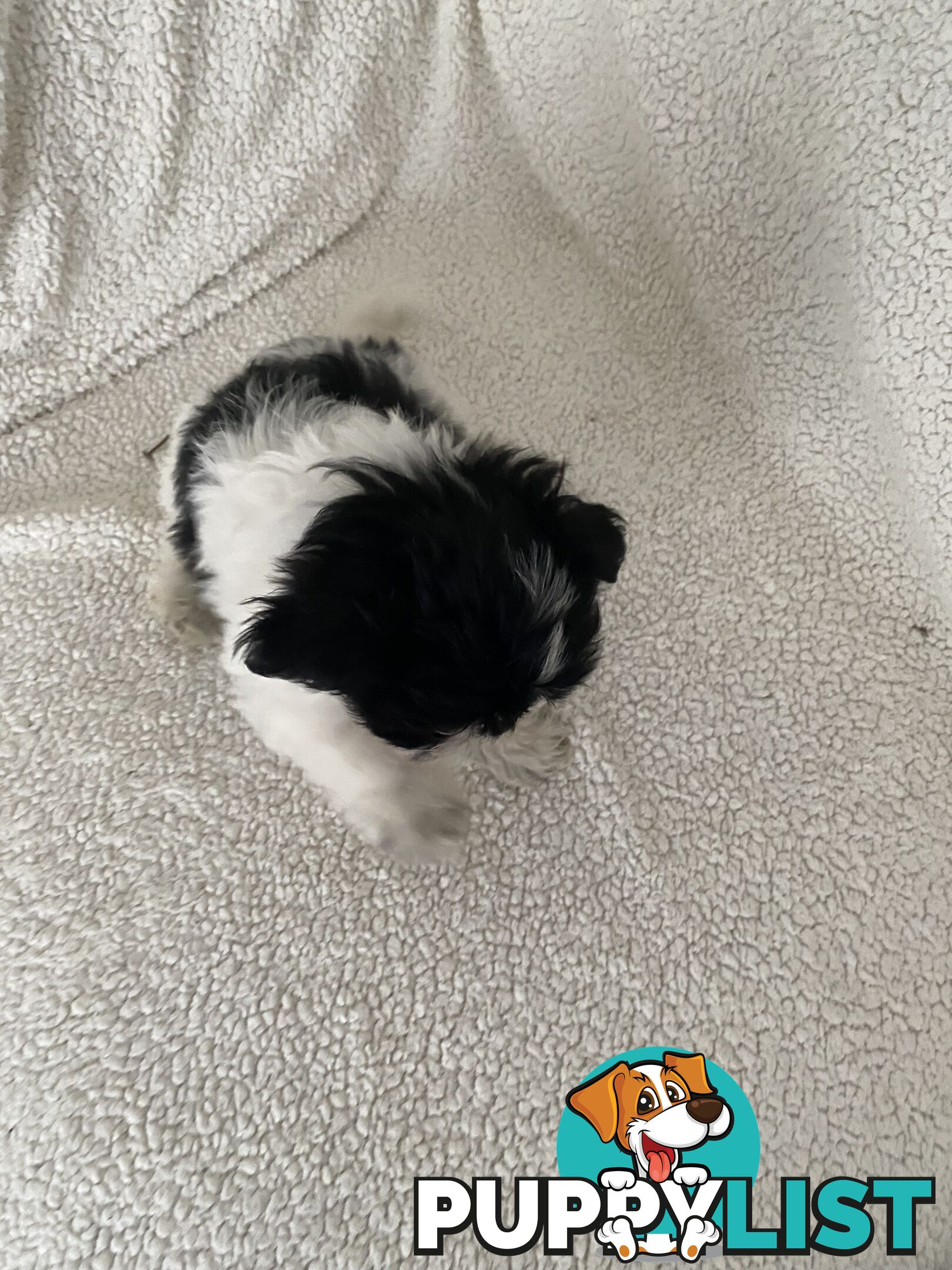Maltese Shihtzu