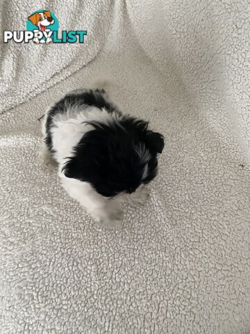 Maltese Shihtzu