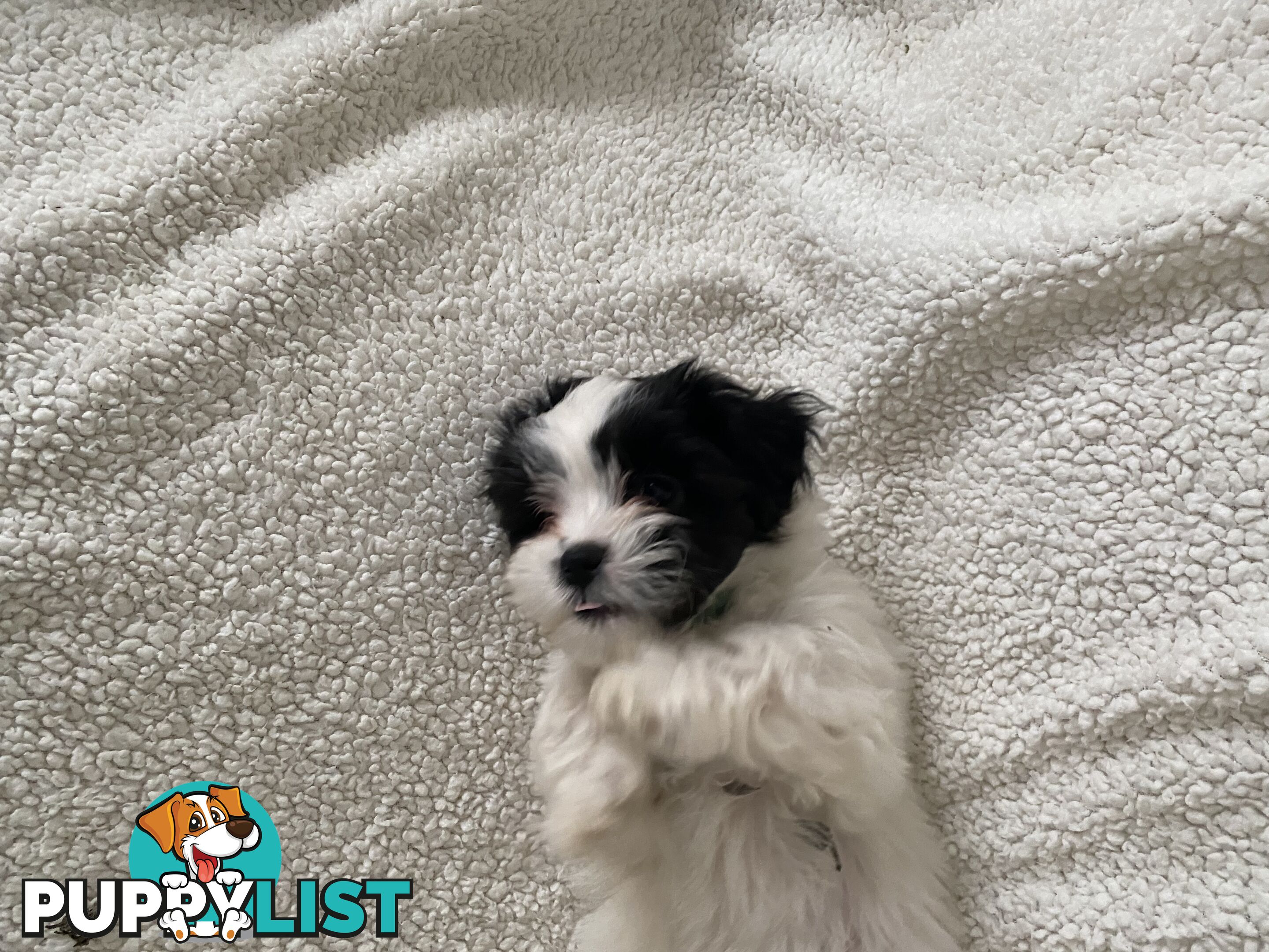 Maltese Shihtzu