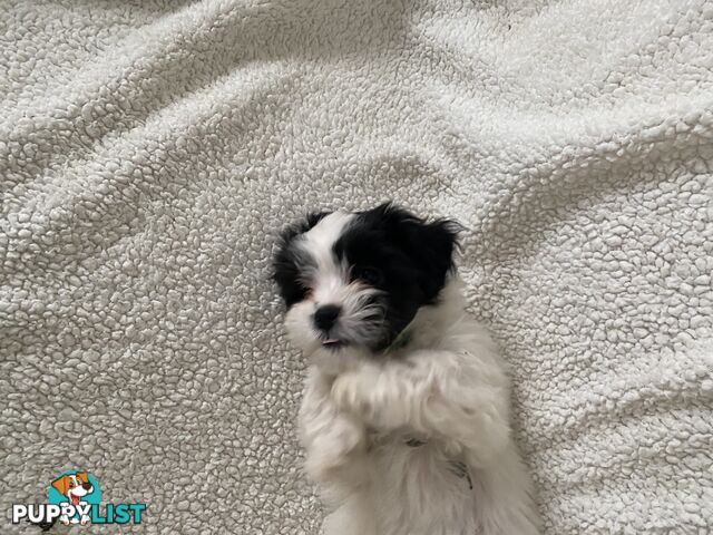Maltese Shihtzu