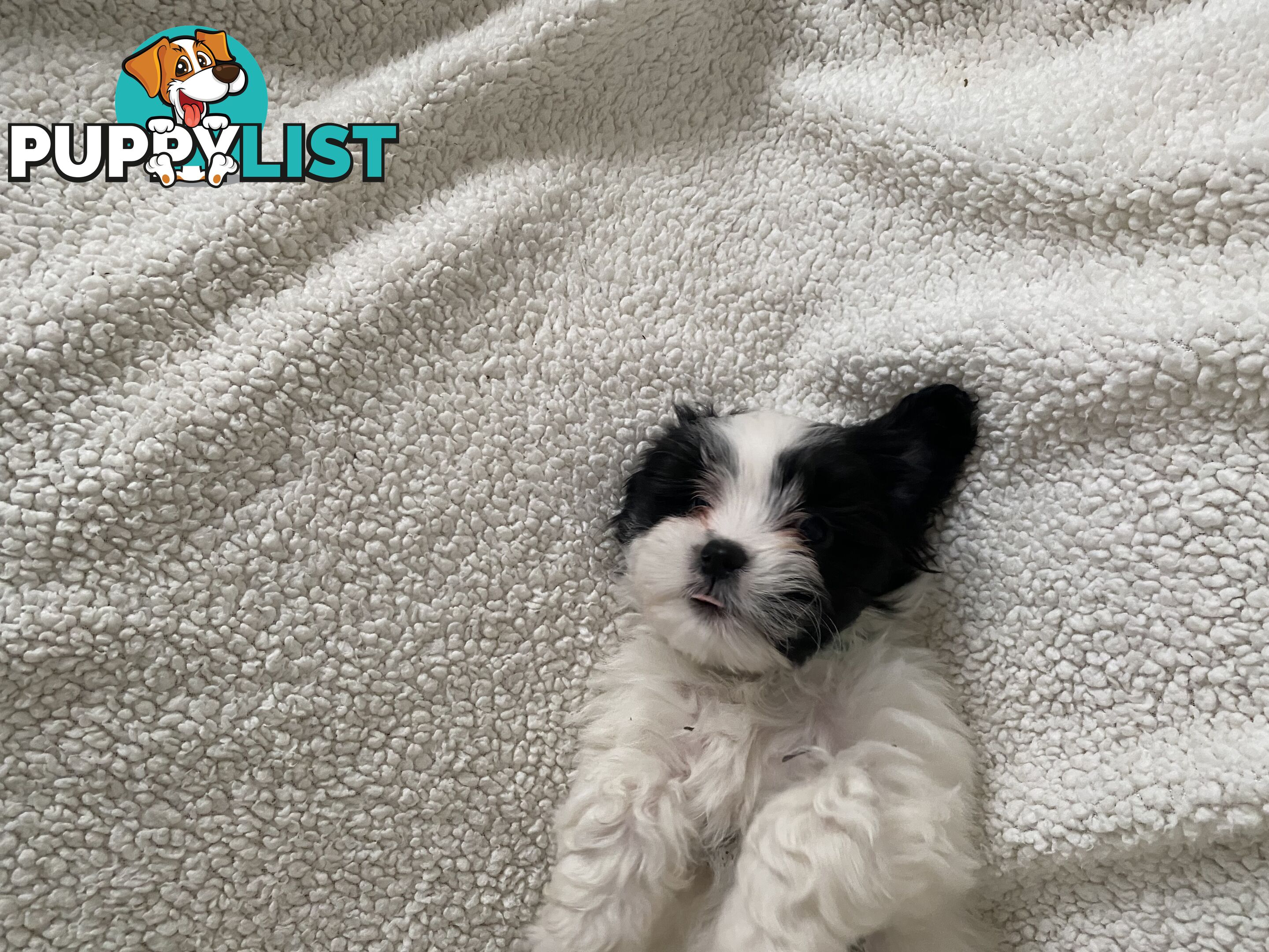 Maltese Shihtzu