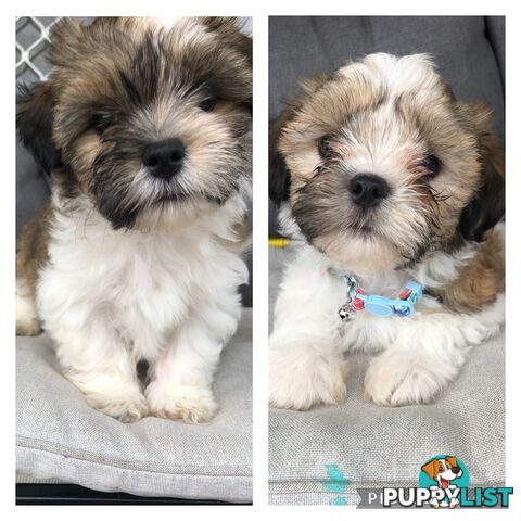 Maltese Shih Tzu Puppies for sale!!