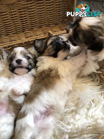 Maltese Shih Tzu Puppies for sale!!