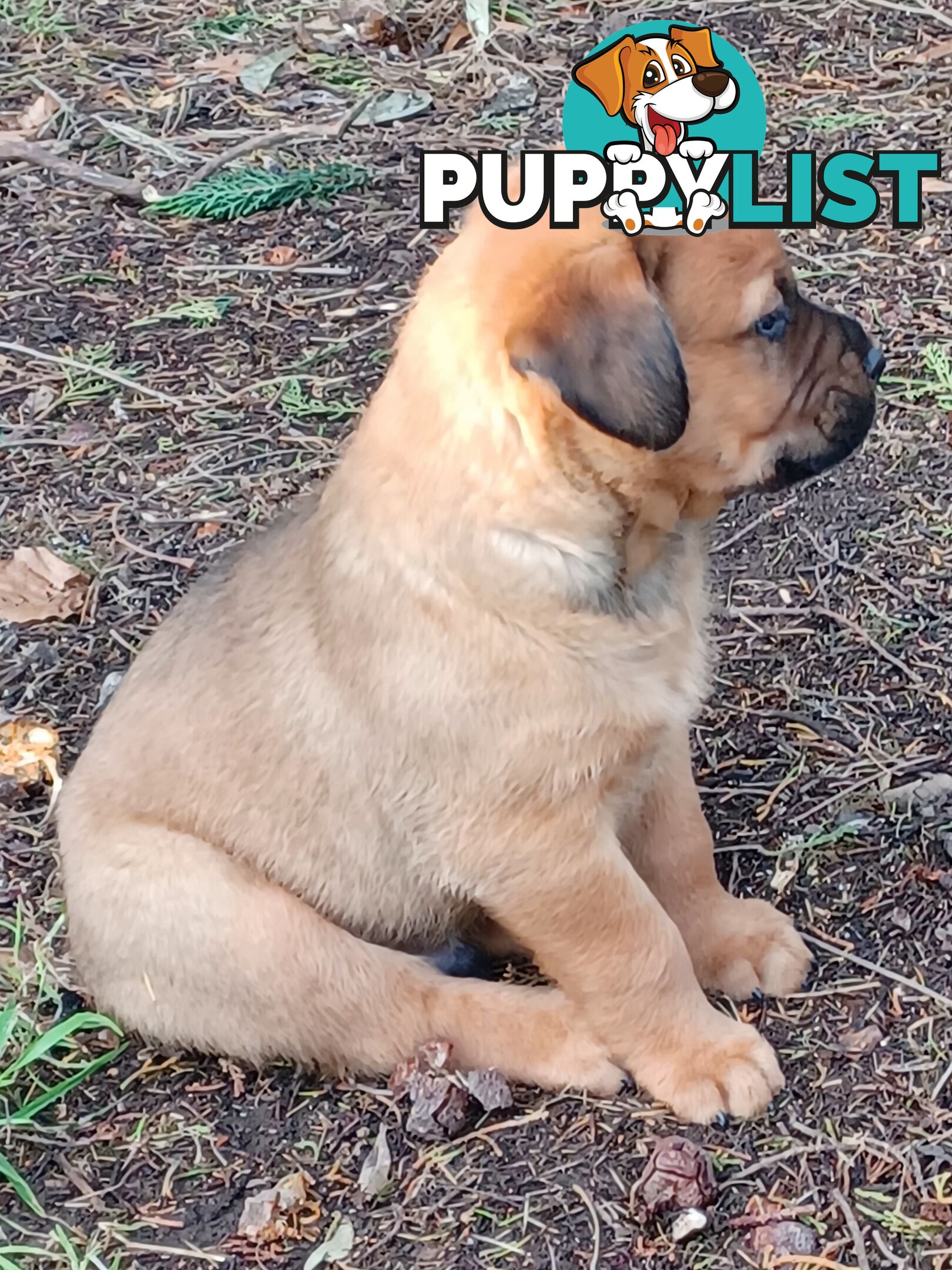 Rotti Bordeaux Puppies for sale