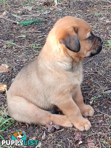 Rotti Bordeaux Puppies for sale