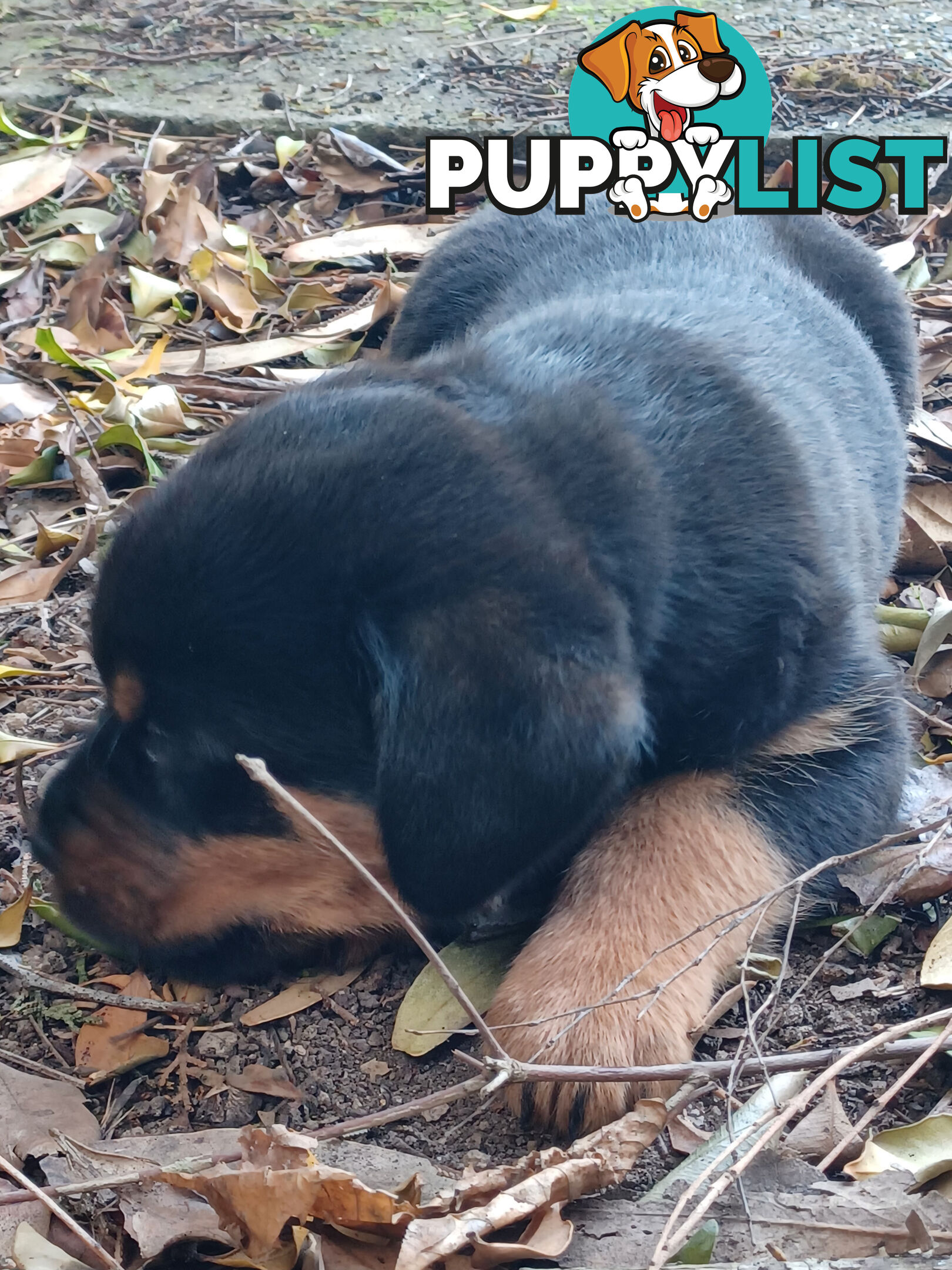 Rotti Bordeaux Puppies for sale