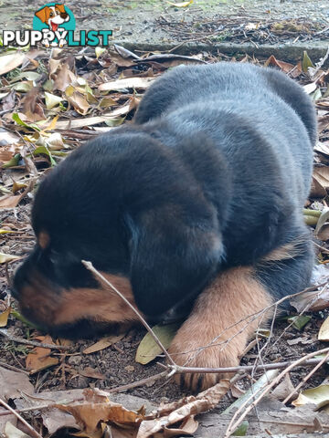 Rotti Bordeaux Puppies for sale