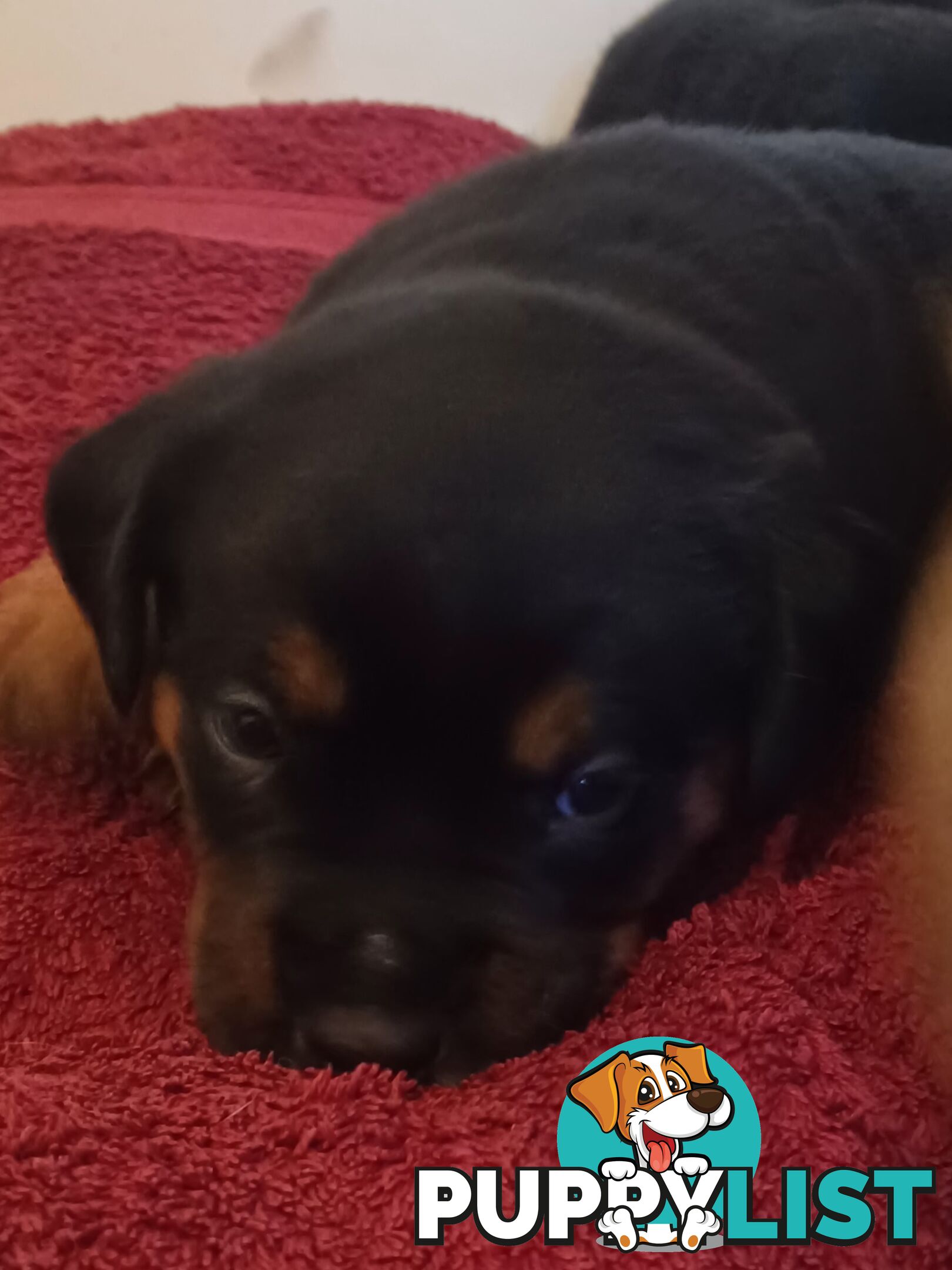 Rotti Bordeaux Puppies for sale