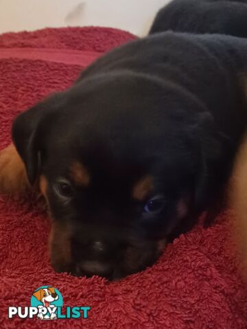 Rotti Bordeaux Puppies available 7th October