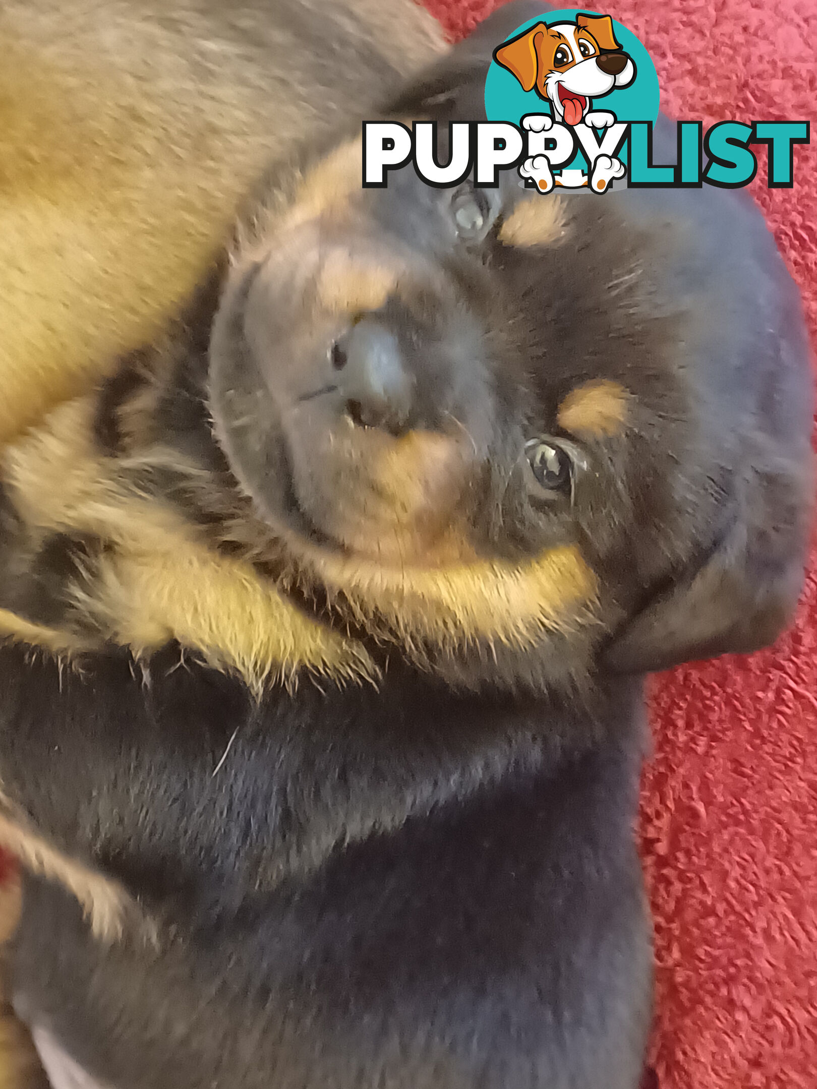 Rotti Bordeaux Puppies for sale