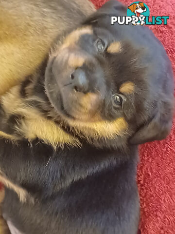 Rotti Bordeaux Puppies available 7th October