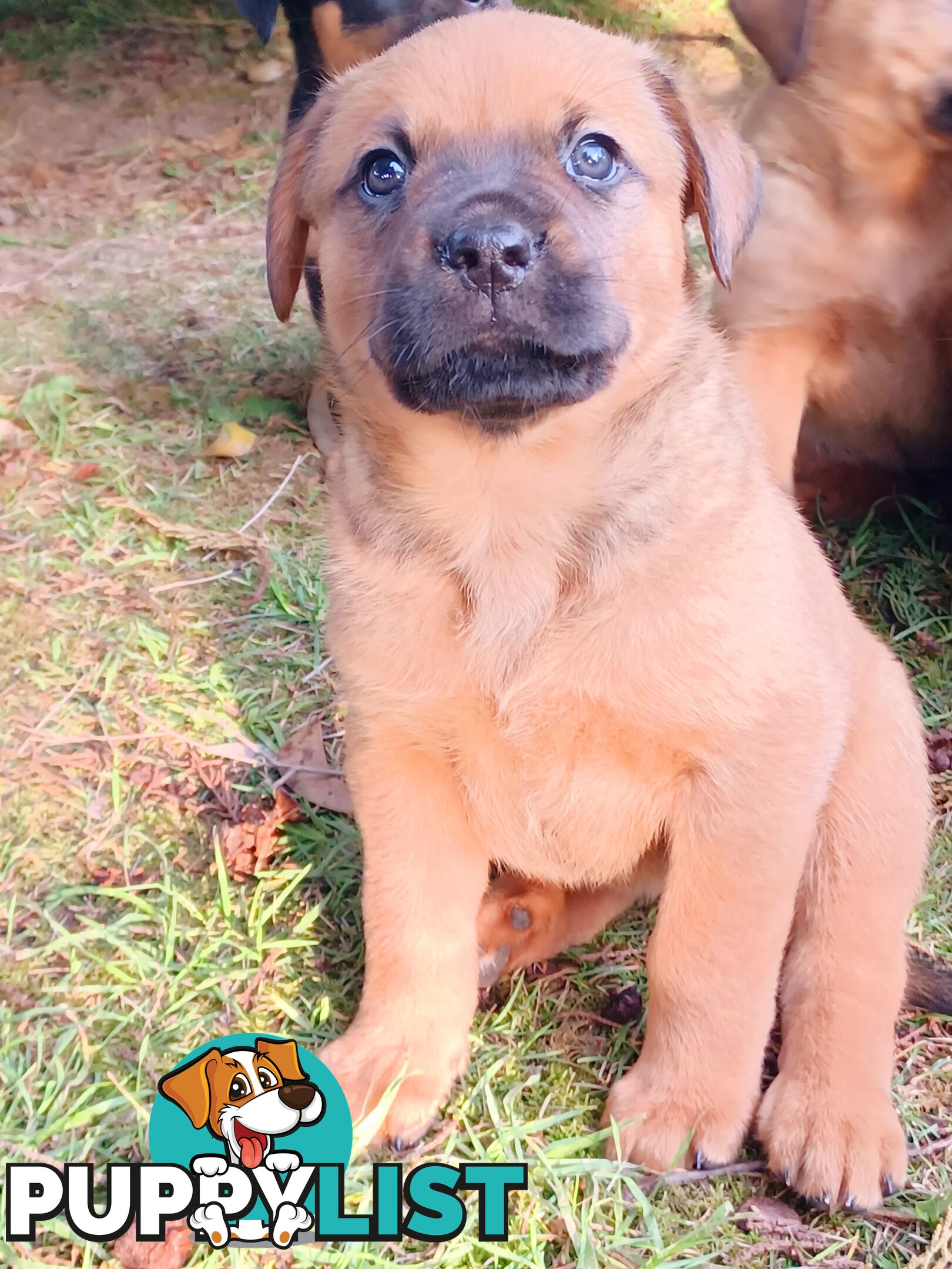 Rotti Bordeaux Puppies for sale