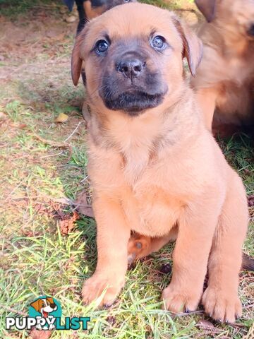 Rotti Bordeaux Puppies available 7th October