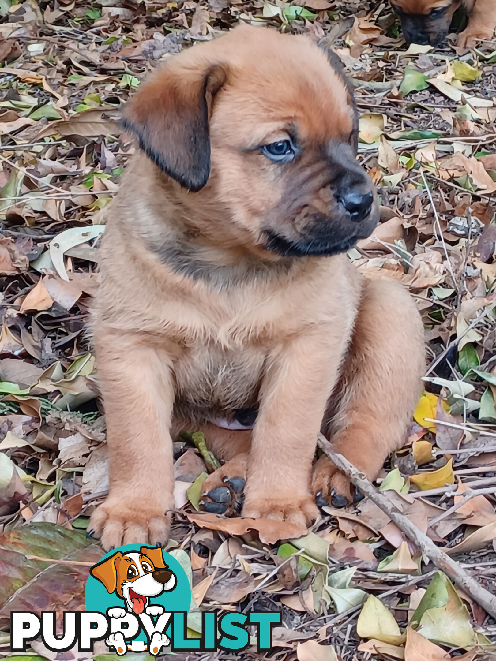 Rotti Bordeaux Puppies for sale