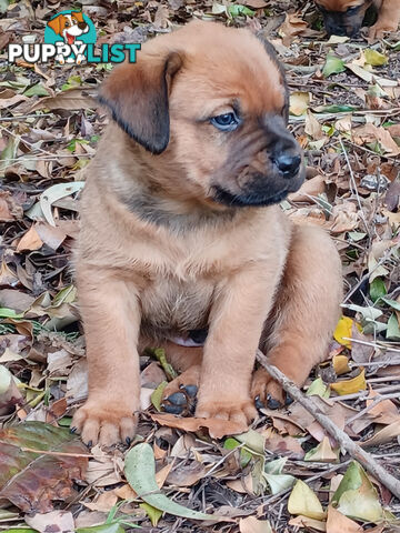 Rotti Bordeaux Puppies available 7th October