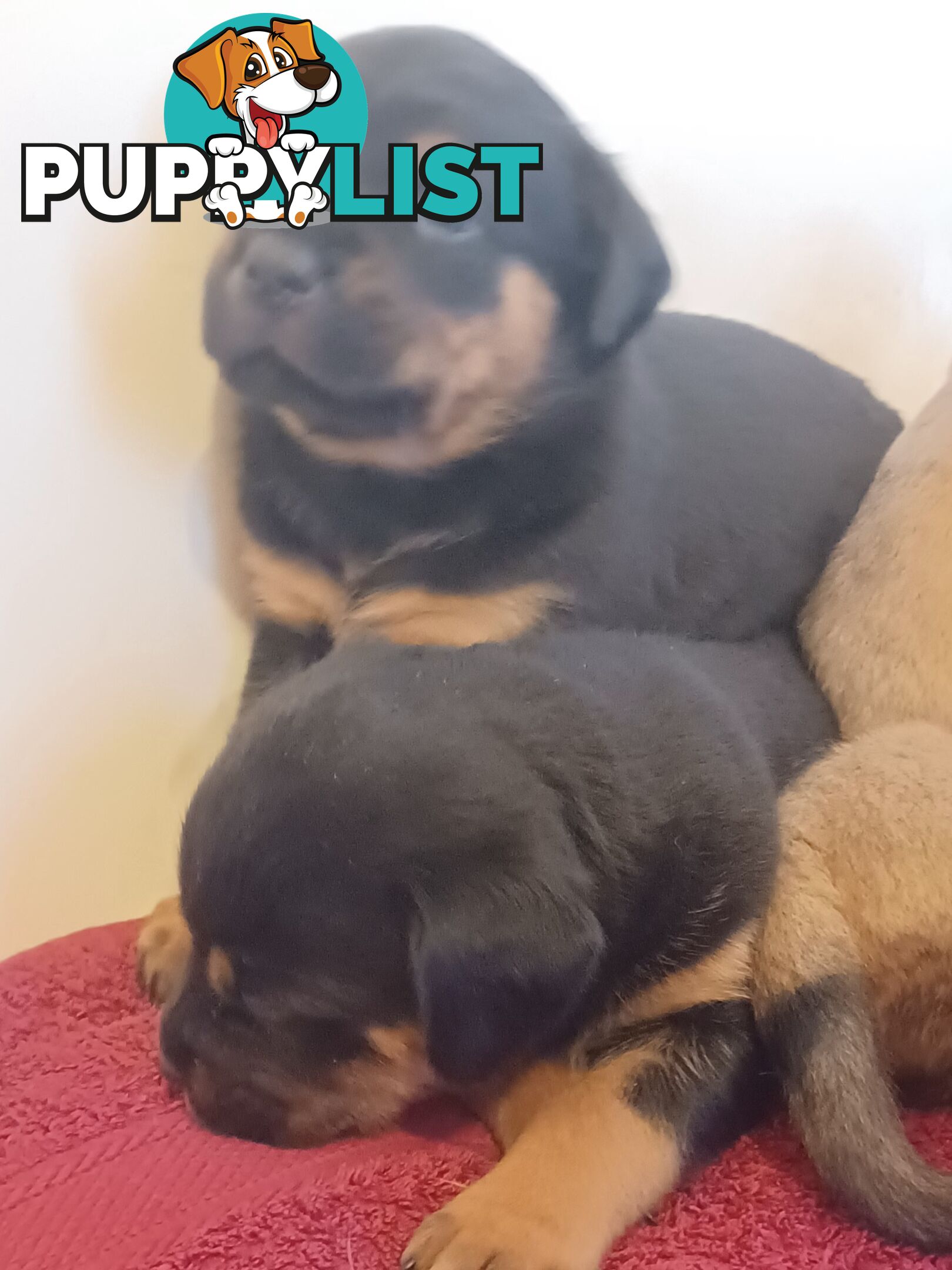 Rotti Bordeaux Puppies for sale