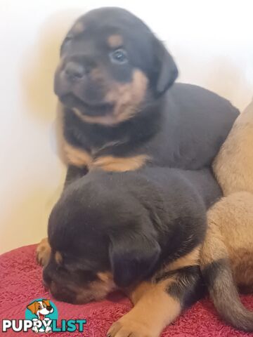 Rotti Bordeaux Puppies for sale