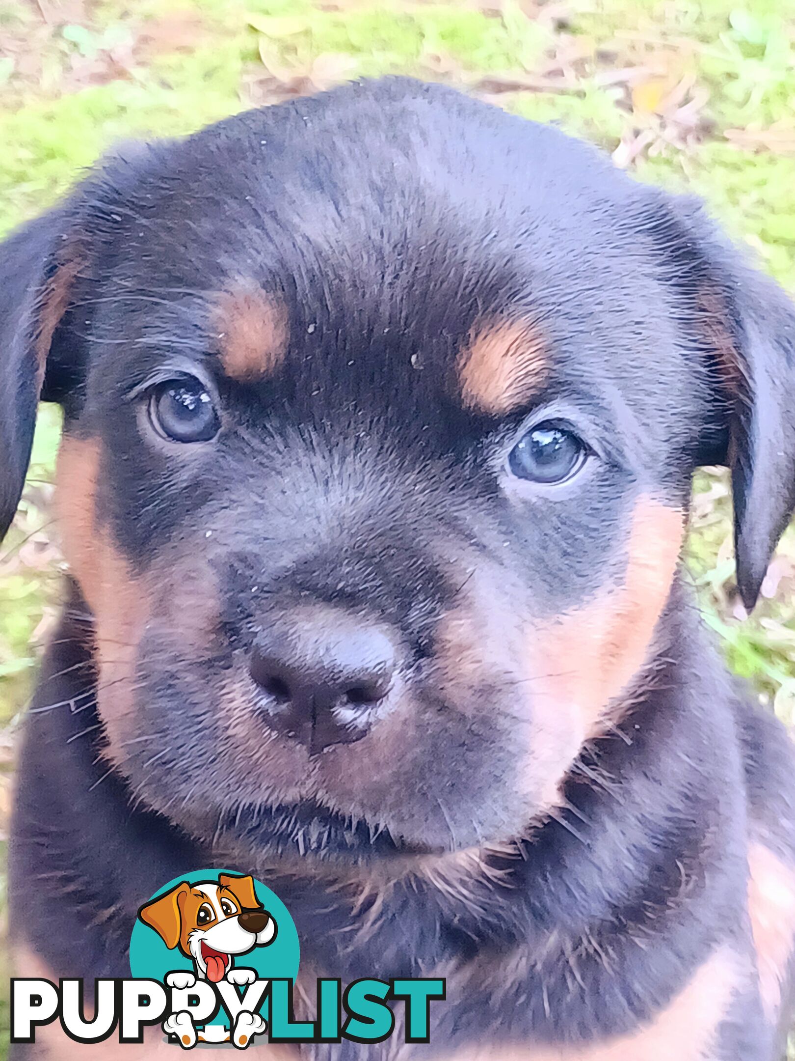 Rotti Bordeaux Puppies for sale