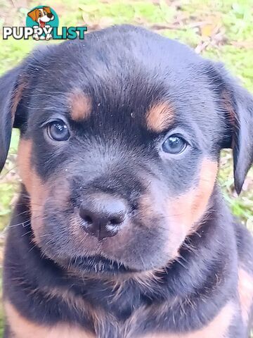 Rotti Bordeaux Puppies for sale