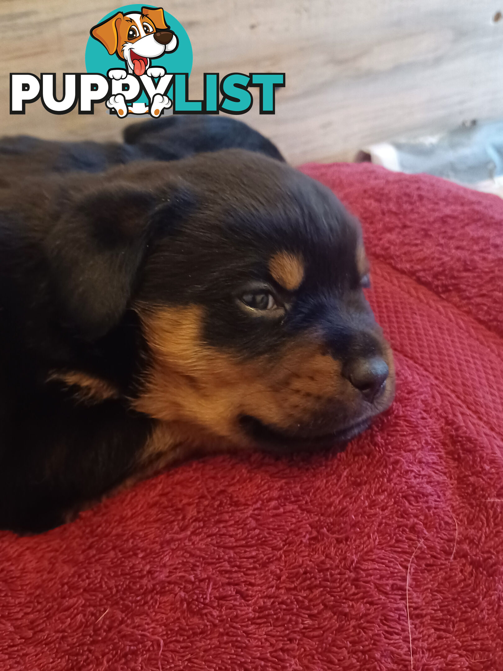 Rotti Bordeaux Puppies for sale