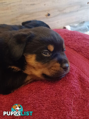 Rotti Bordeaux Puppies for sale