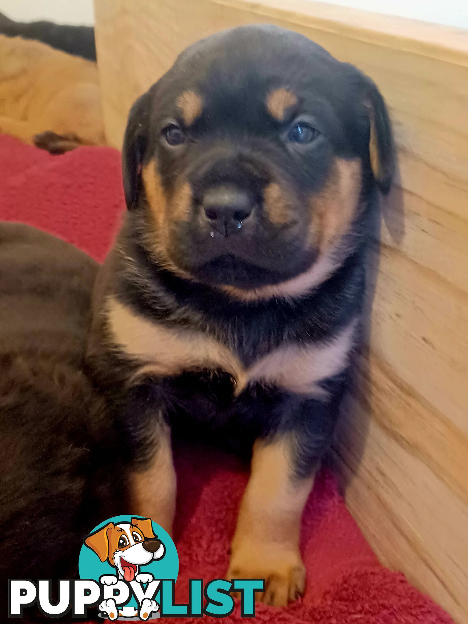 Rotti Bordeaux Puppies for sale