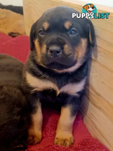 Rotti Bordeaux Puppies for sale