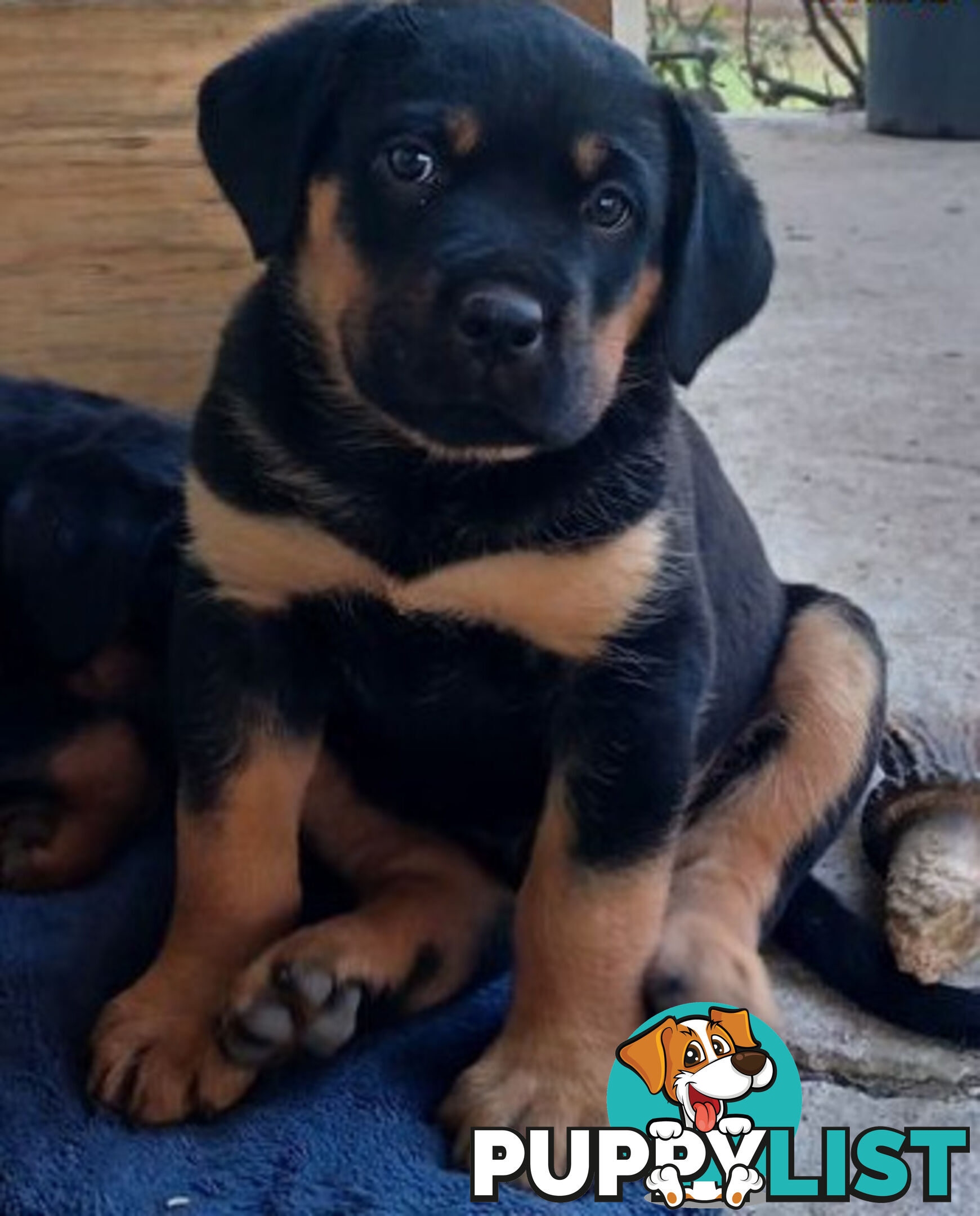 Rottweiler X Dogue De Bordeaux Puppies available 7th October