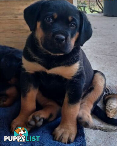 Rottweiler X Dogue De Bordeaux Puppies available 7th October