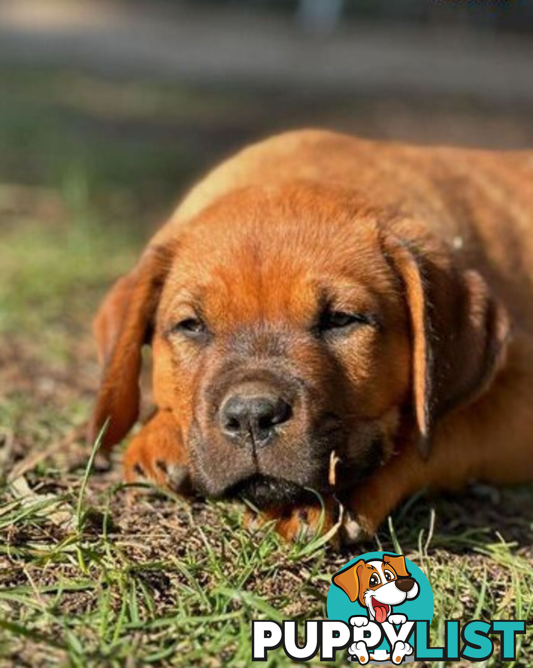 Rottweiler X Dogue De Bordeaux Puppies available 7th October