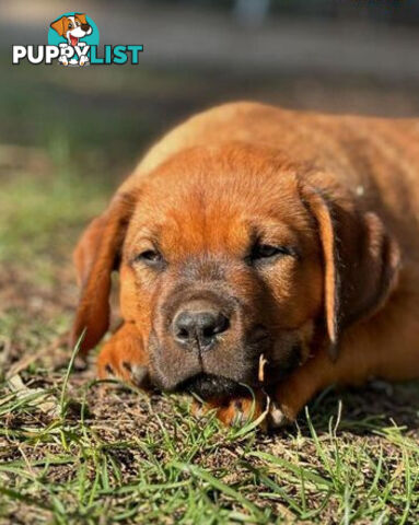 Rottweiler X Dogue De Bordeaux Puppies available 7th October