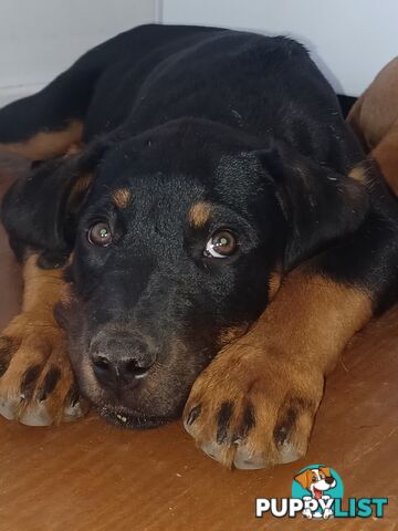 Rottweiler X Dogue De Bordeaux Puppies available 7th October