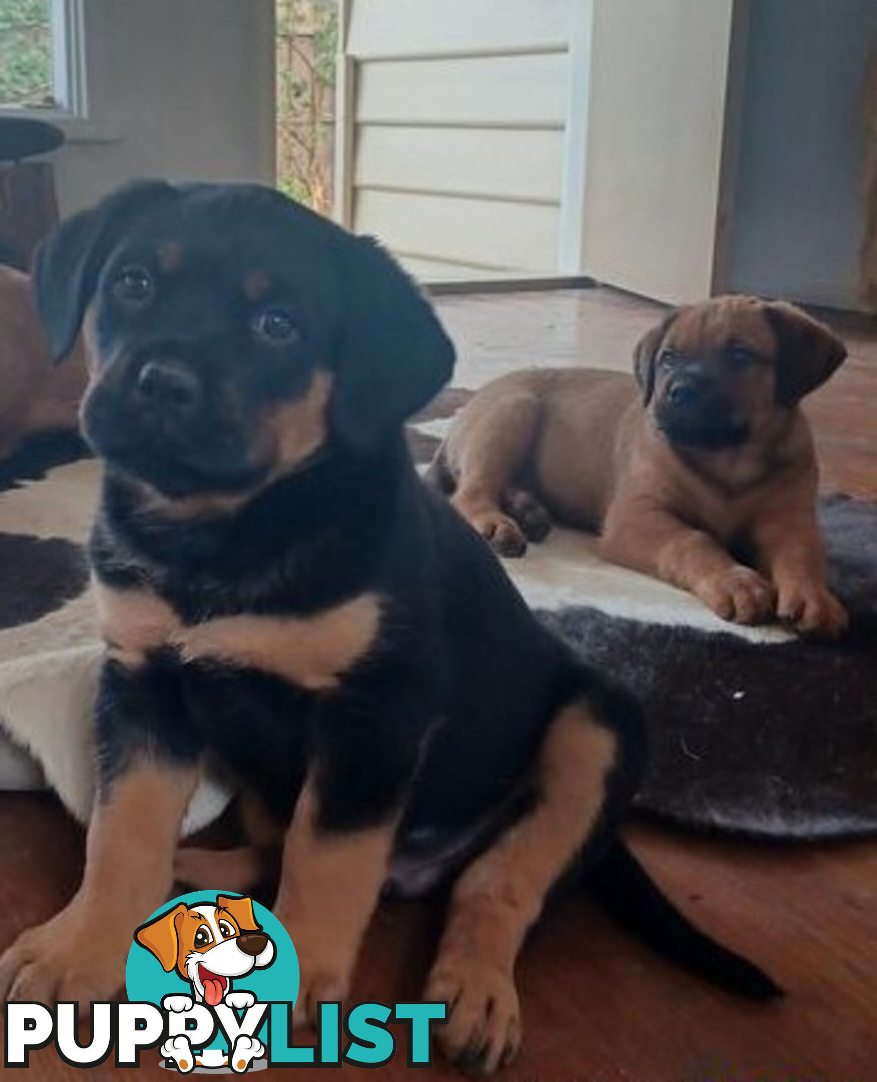 Rottweiler X Dogue De Bordeaux Puppies available 7th October