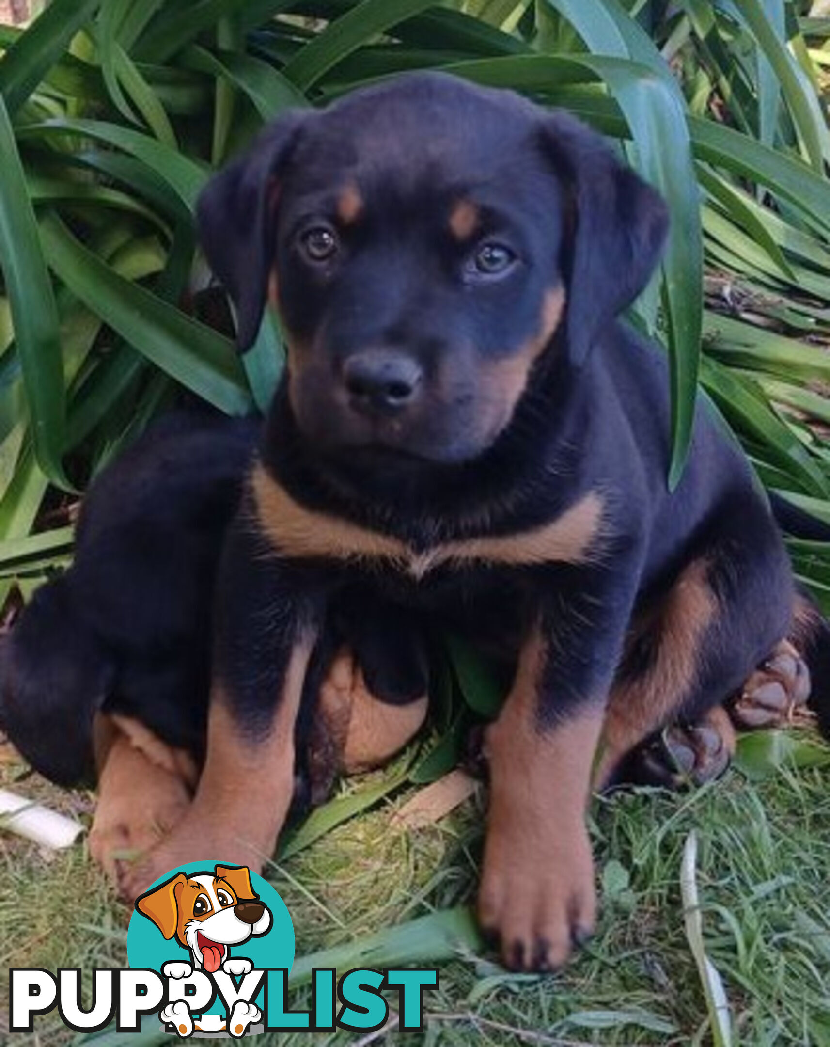 Rottweiler X Dogue De Bordeaux Puppies available 7th October