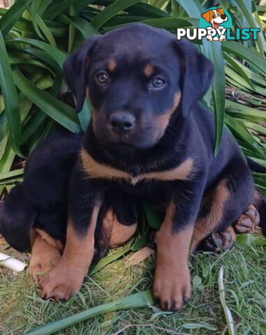 Rottweiler X Dogue De Bordeaux Puppies available 7th October