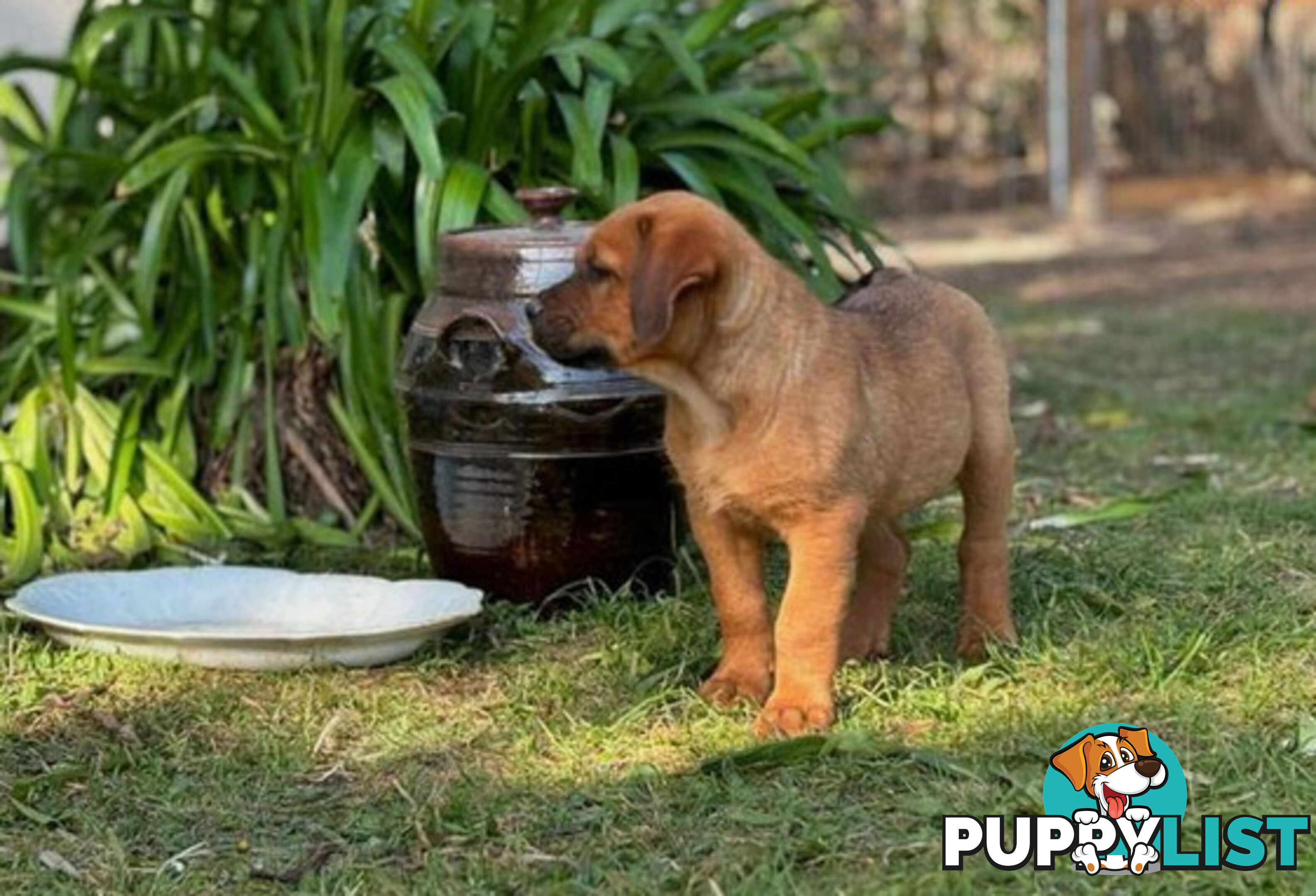 Rottweiler X Dogue De Bordeaux Puppies available 7th October