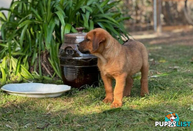 Rottweiler X Dogue De Bordeaux Puppies available 7th October