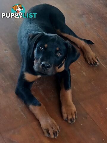 Rottweiler X Dogue De Bordeaux Puppies available 7th October