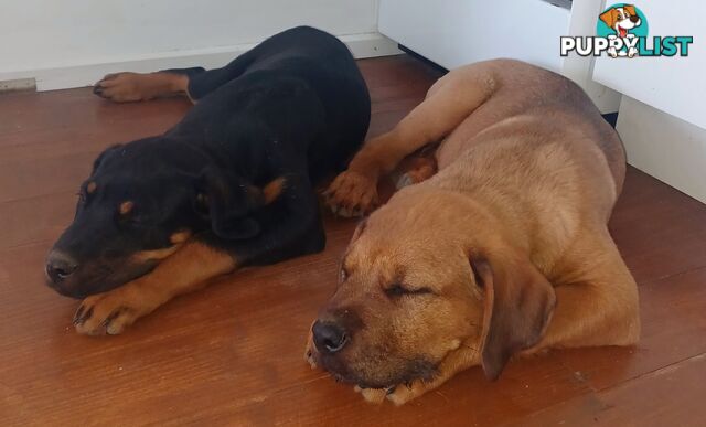 Rottweiler X Dogue De Bordeaux Puppies available 7th October