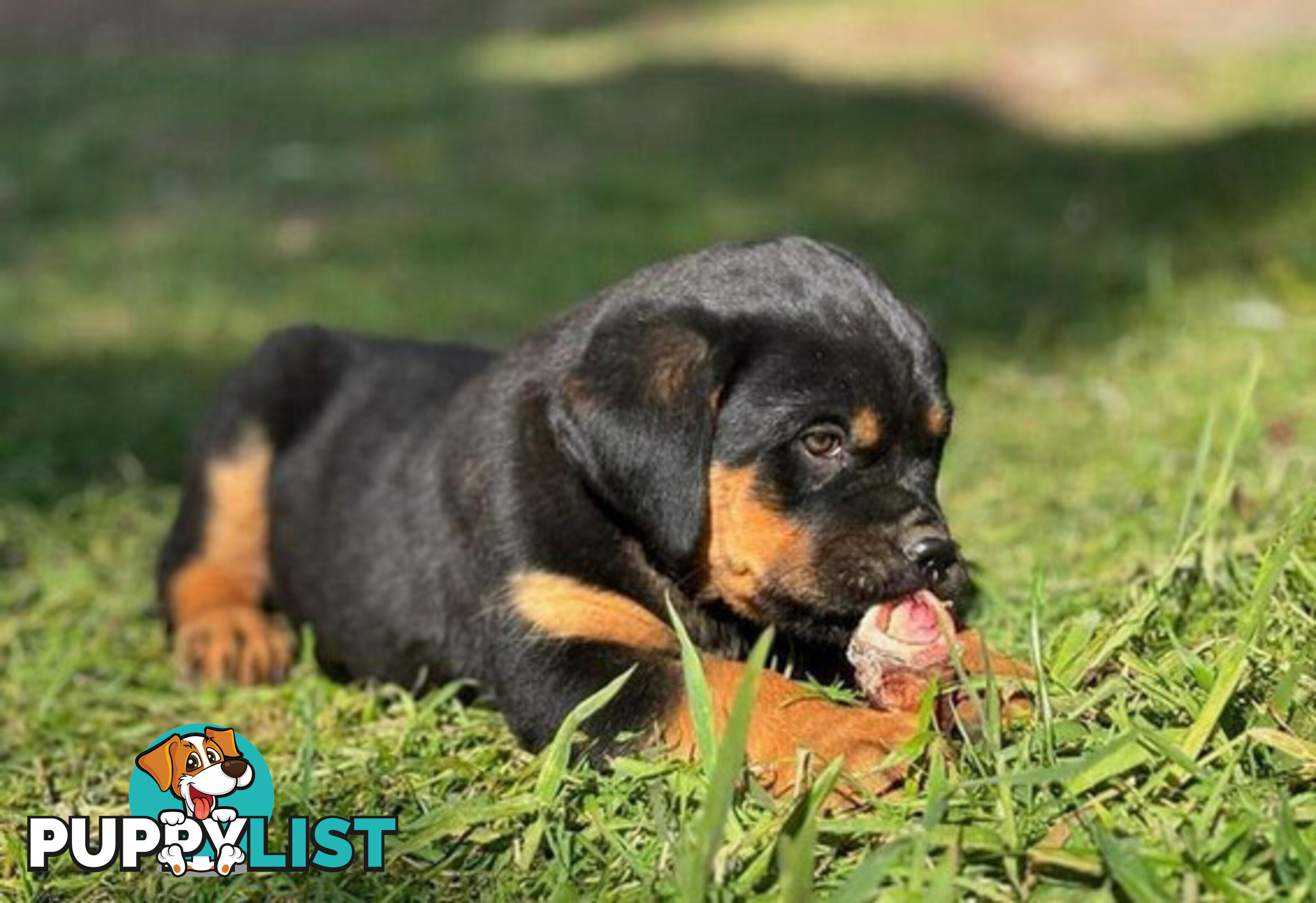 Rottweiler X Dogue De Bordeaux Puppies available 7th October