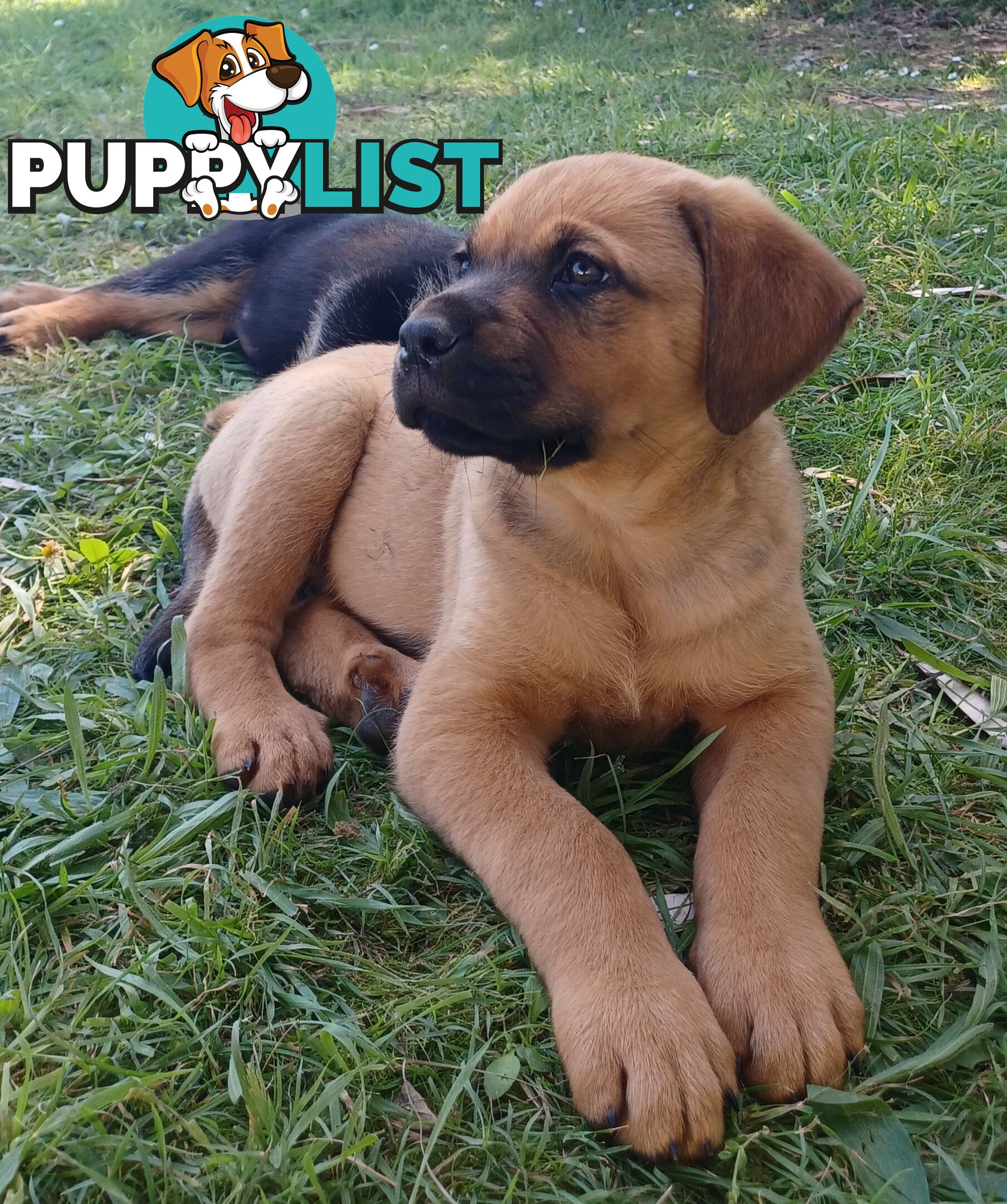 Rottweiler X Dogue De Bordeaux Puppies available 7th October