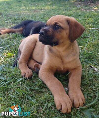 Rottweiler X Dogue De Bordeaux Puppies available 7th October