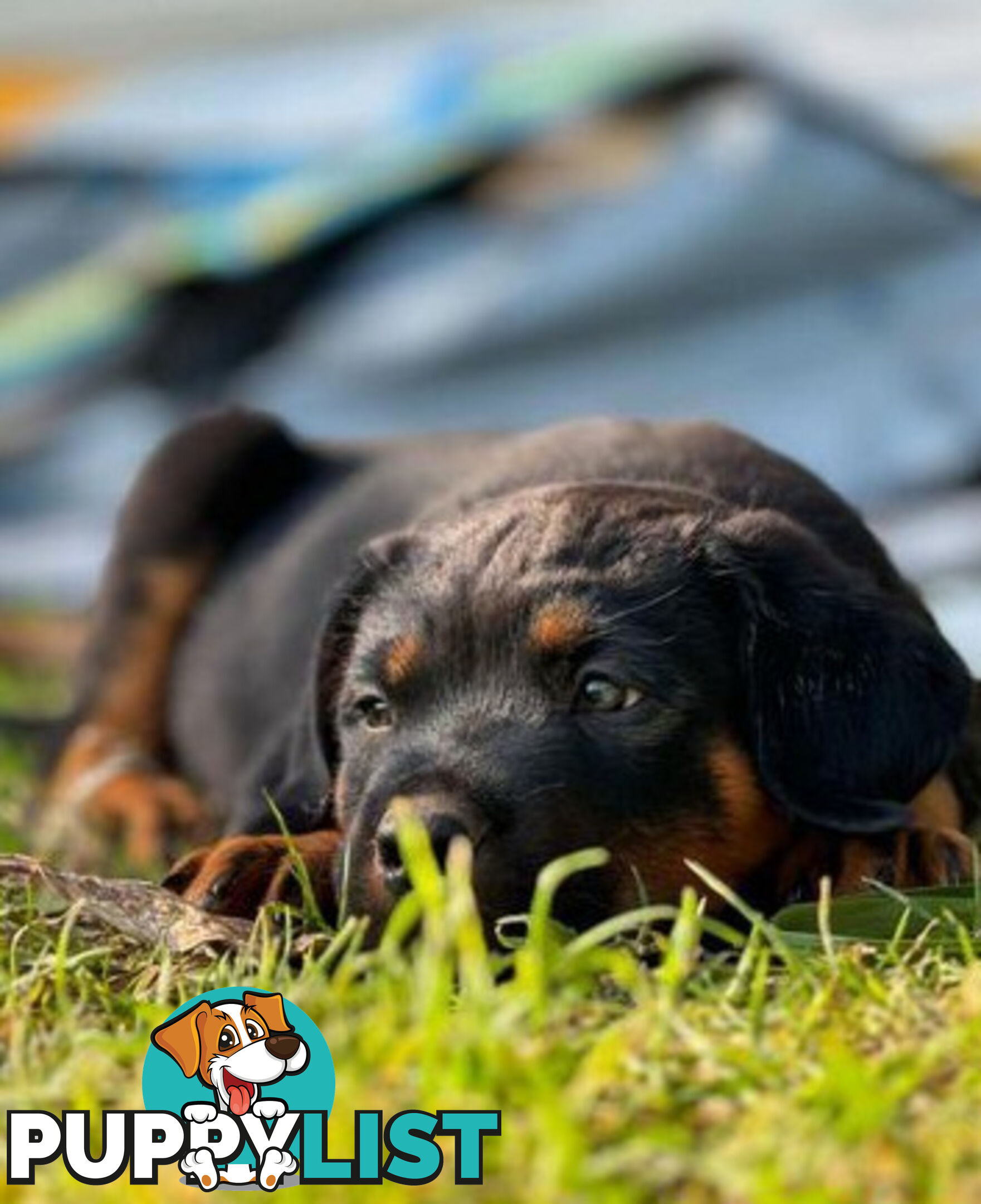 Rottweiler X Dogue De Bordeaux Puppies available 7th October