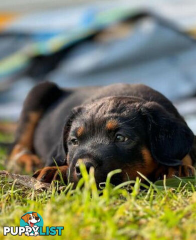 Rottweiler X Dogue De Bordeaux Puppies available 7th October