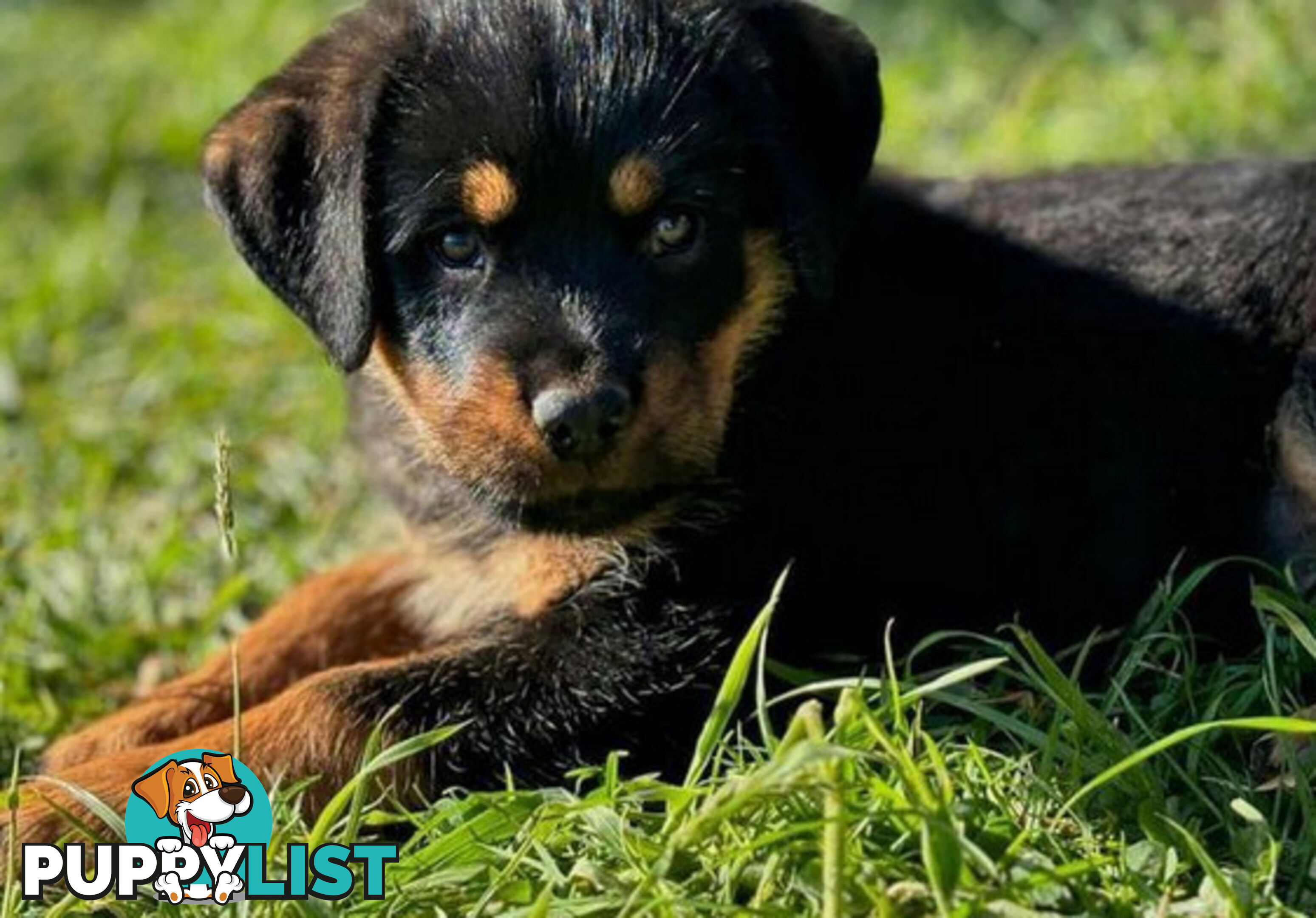 Rottweiler X Dogue De Bordeaux Puppies available 7th October