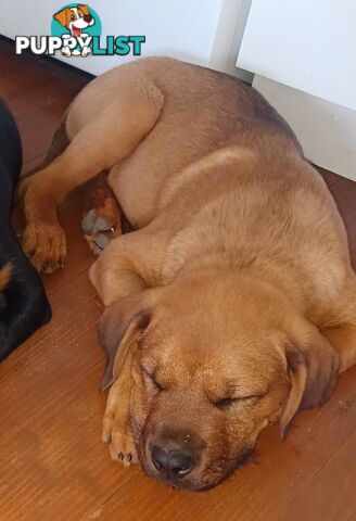 Rottweiler X Dogue De Bordeaux Puppies available 7th October