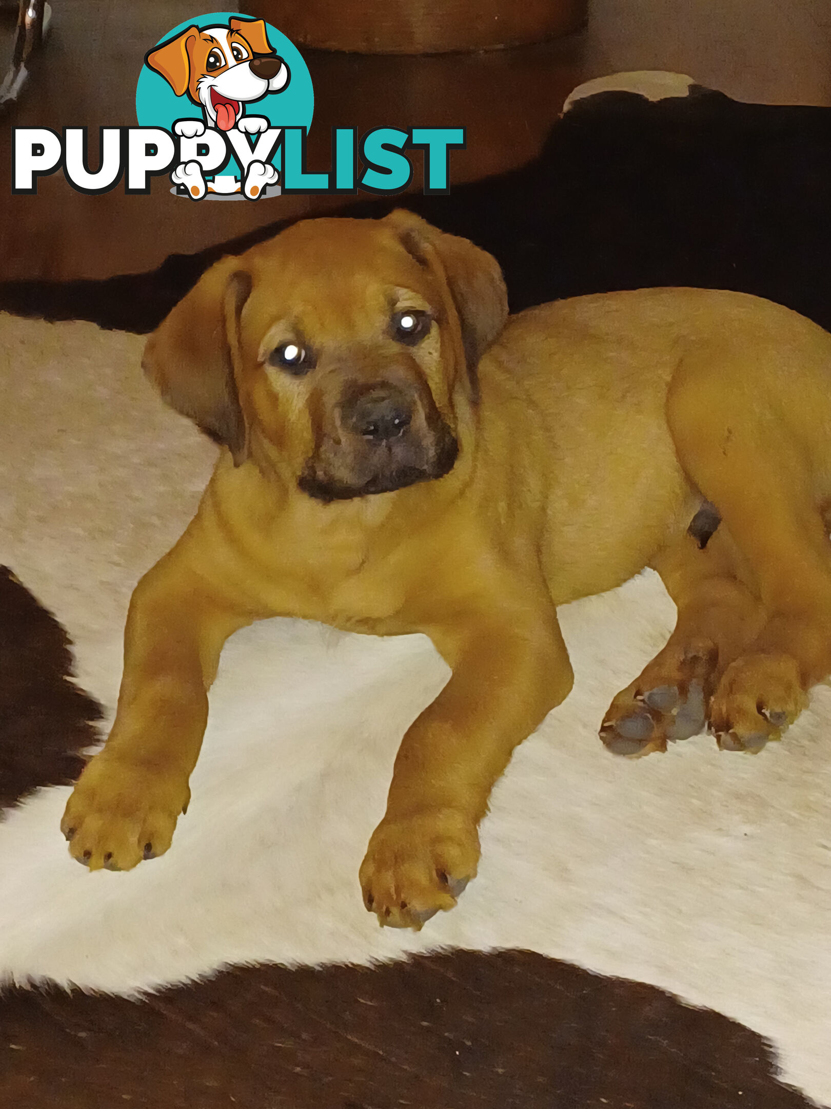 Rottweiler X Dogue De Bordeaux Puppies available 7th October