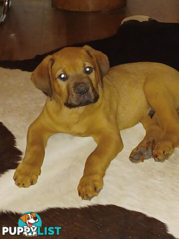 Rottweiler X Dogue De Bordeaux Puppies available 7th October