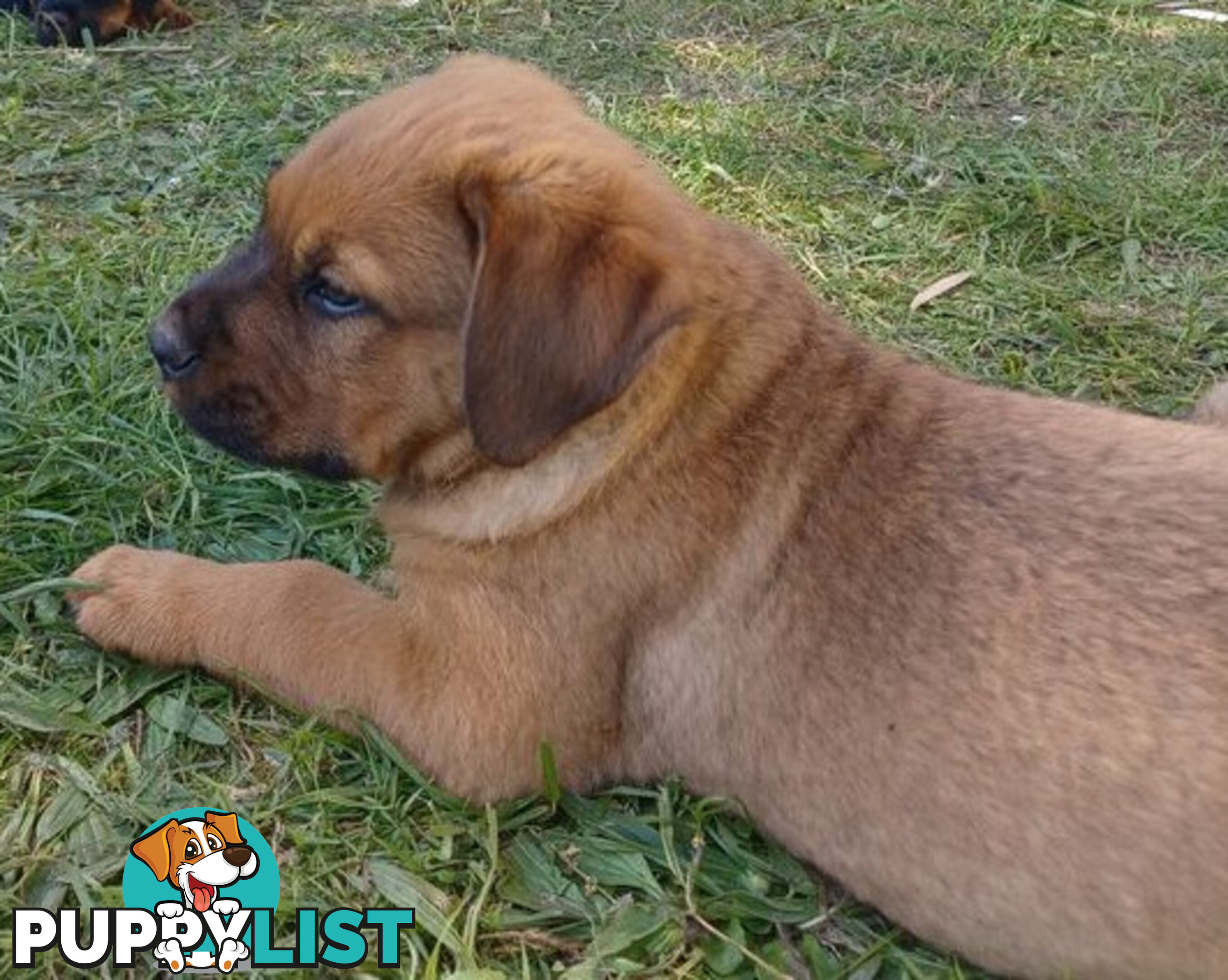 Rottweiler X Dogue De Bordeaux Puppies available 7th October