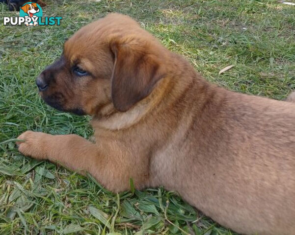 Rottweiler X Dogue De Bordeaux Puppies available 7th October